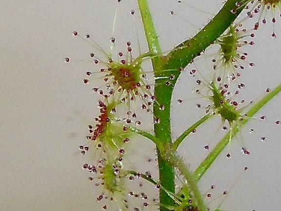 Drosera "Tubereux Australiens" Modest11