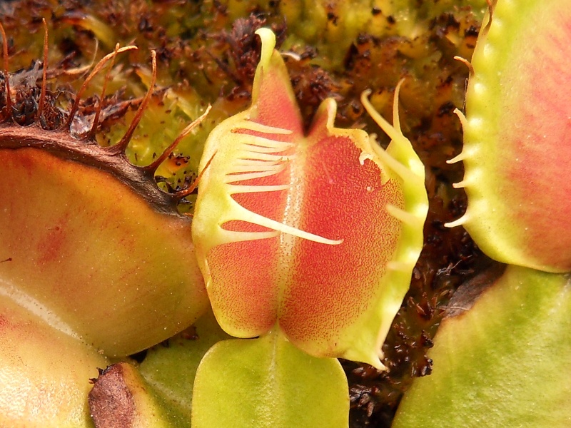 Dionaea "Fondue"  Piege_10