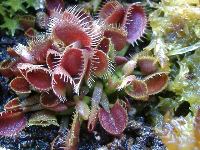 Dionaea Muscipula 'Cup trap' Red_cu12