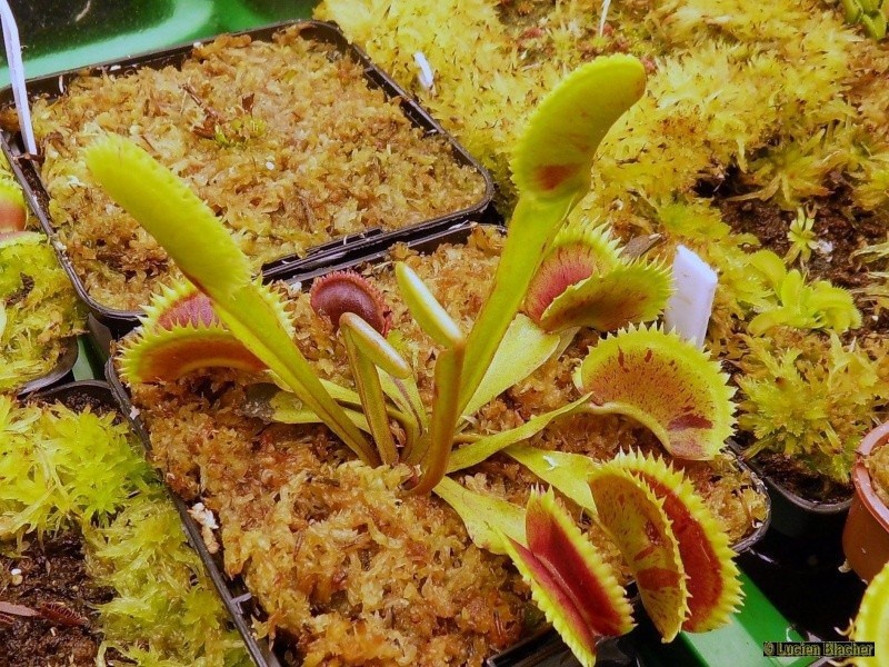 Dionaea "Scarlatine" Scar311