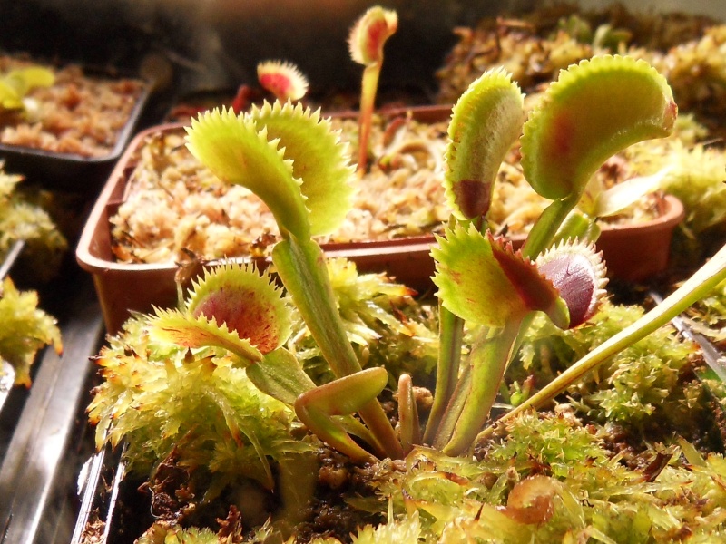 Dionaea "Scarlatine" Scarla10