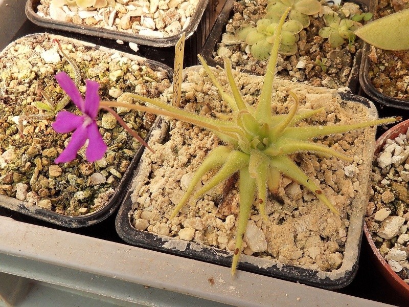 Pinguicula gypsicola  Sdc14630