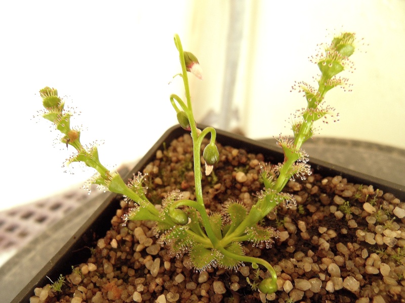 Drosera tubereux (suite) Sdc15010