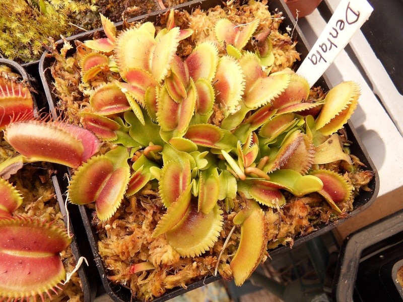 Différencier Dionaea Muscipula 'Dentate' et 'Sawtooth' Sdc15125