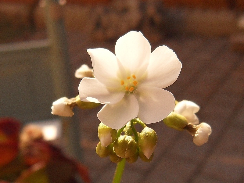 Drosera tubereux Stolon11