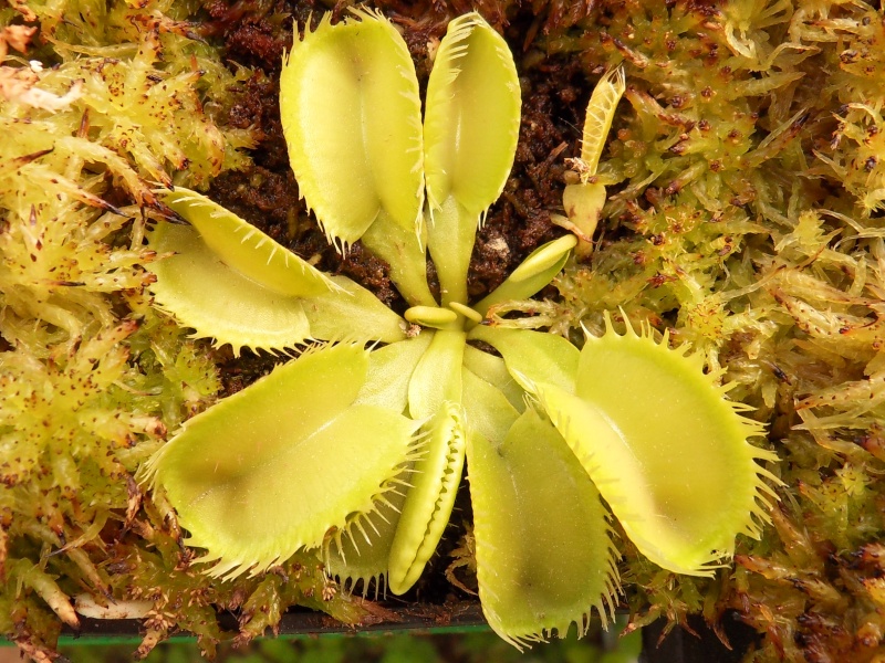 Dionaea "Triton" Triton10