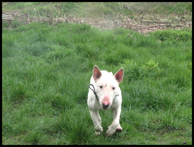 White Bull terrier 3 ans (dept 76) Img_6210