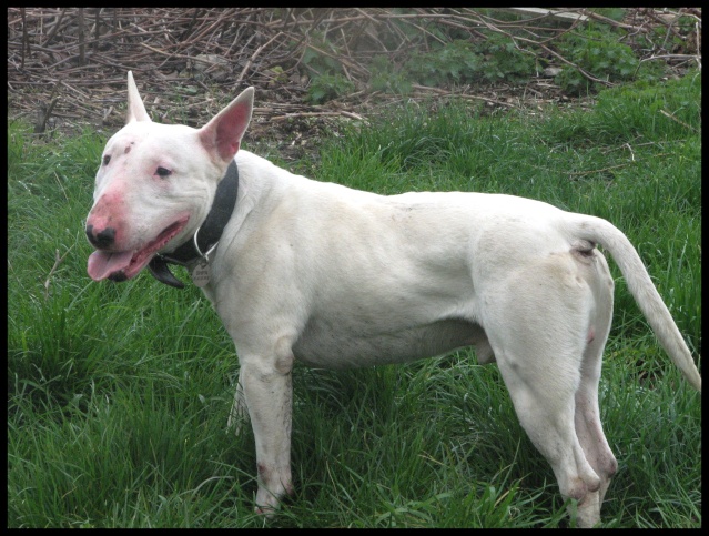 White Bull terrier 3 ans (dept 76) Img_6214