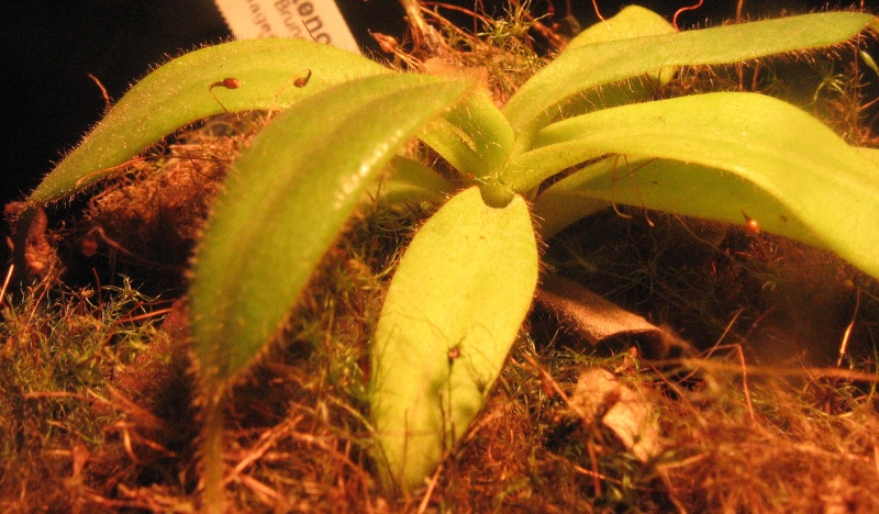 Nepenthes 20-04-12