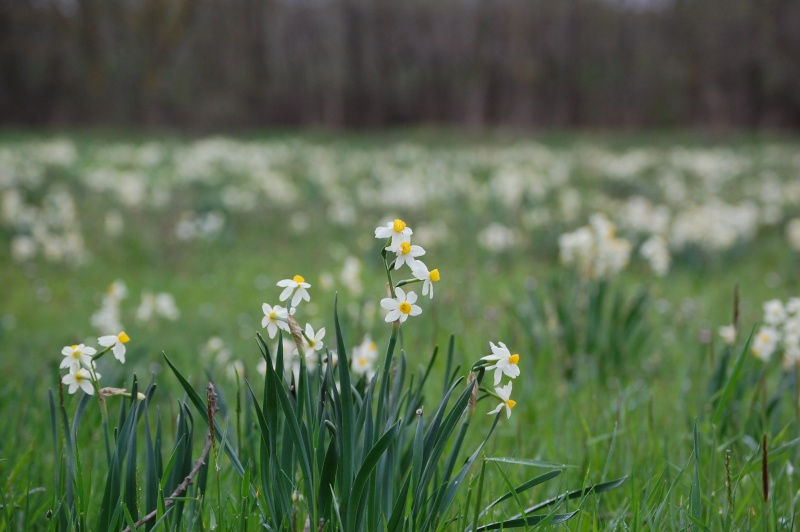 le printemps Camarg10