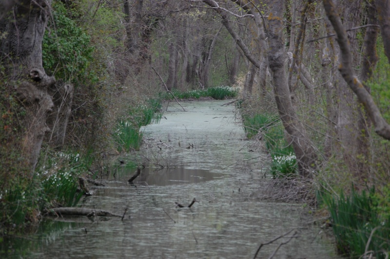 le printemps Camarg13