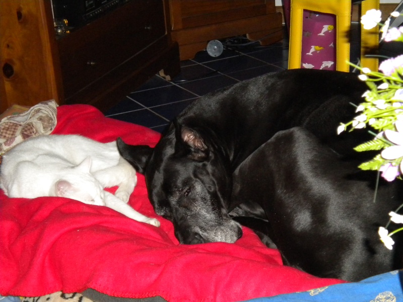 CHAT-MALLOW (Gallak) et DEVINETTE (Chenoa) - Page 10 Photos31