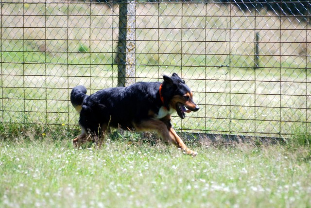 TYSON dit ZYON (croisé Bouvier) 01714