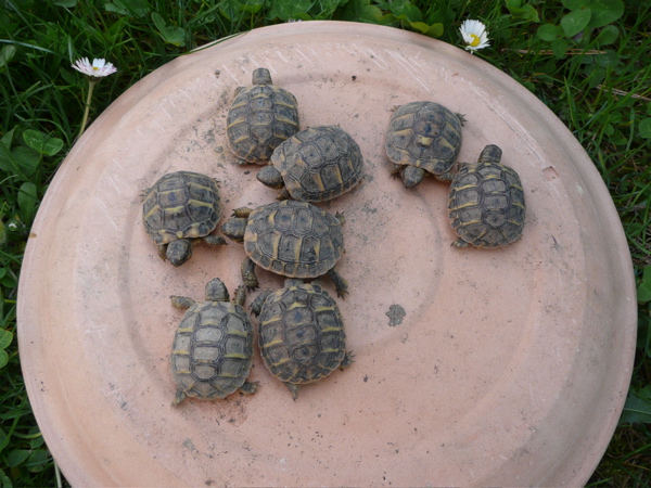 bébés corses P1000315