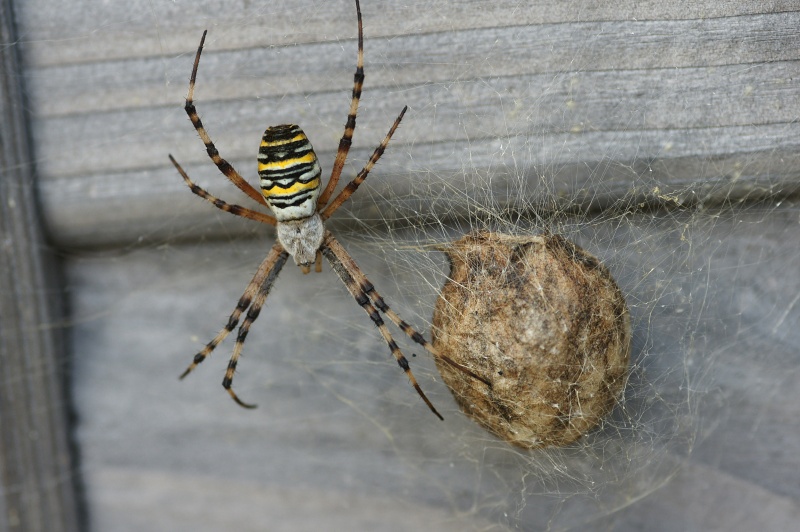 Epeire fasciée [Argiope bruennichi] Dsc03510