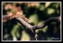 serpent des blés Copie_20