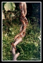serpent des blés Copie_21