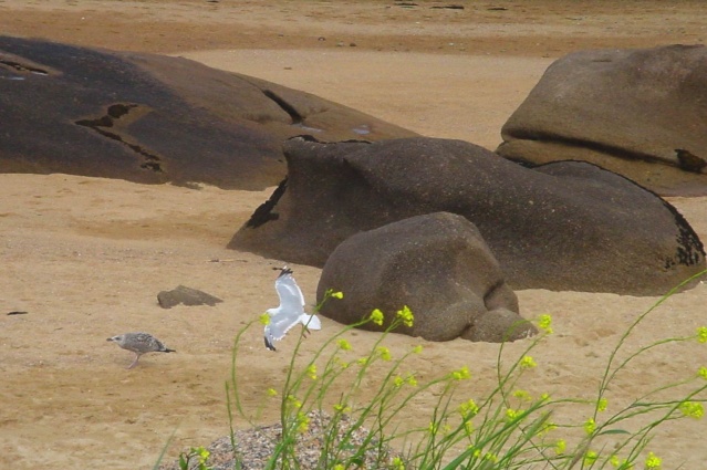 Animaux domestiques ou sauvages Oiseau12