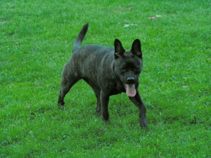 OCCA - Croisée Boston Terrier - 1 an - Belgique + Nord de la France. Patte_10