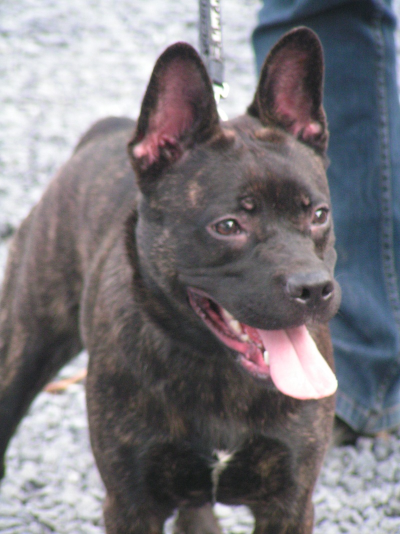 OCCA - Croisée Boston Terrier - 1 an - Belgique + Nord de la France. Pict0042