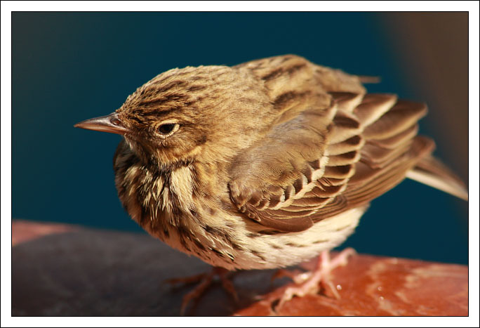 [PHOTOS] Bordeaux - Madère Oiseau11