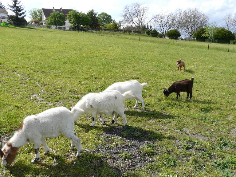 visite aux biquettes 30avri30