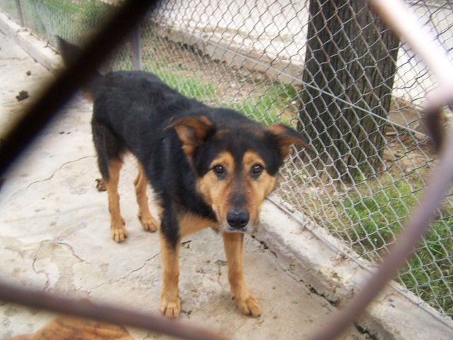 Brousse x beauceron de 10 ans tres triste dpt 13 03710