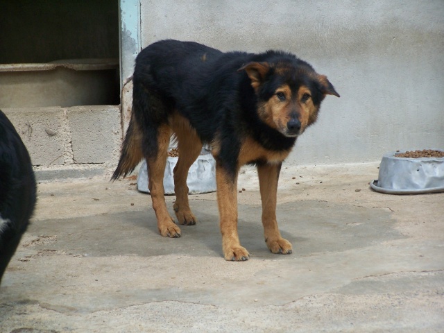 Brousse x beauceron de 10 ans tres triste dpt 13 07310