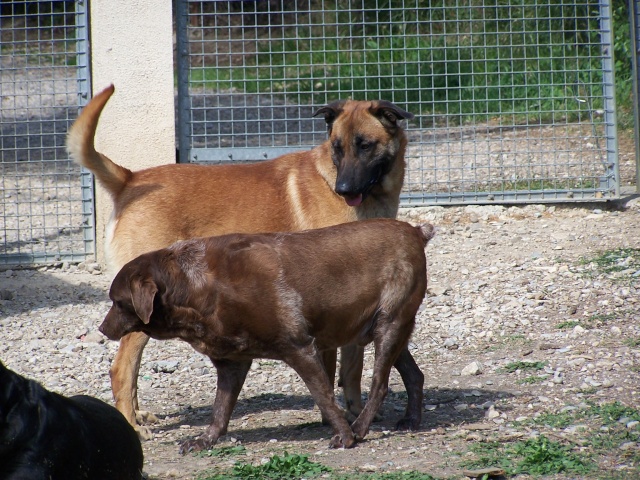 BEAUCOUP de chiens à placer - Salon  de Provence 24-03-11