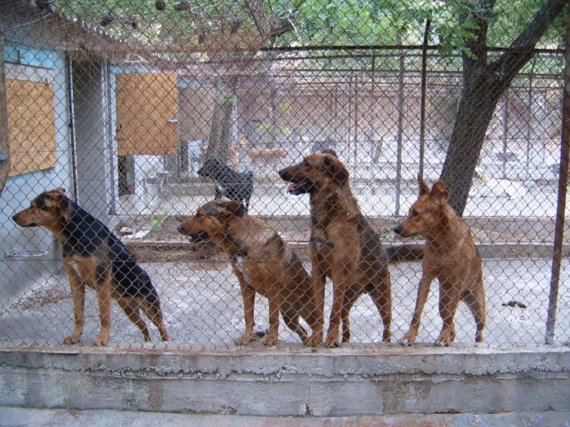 BEAUCOUP de chiens à placer - Salon  de Provence Box34-10