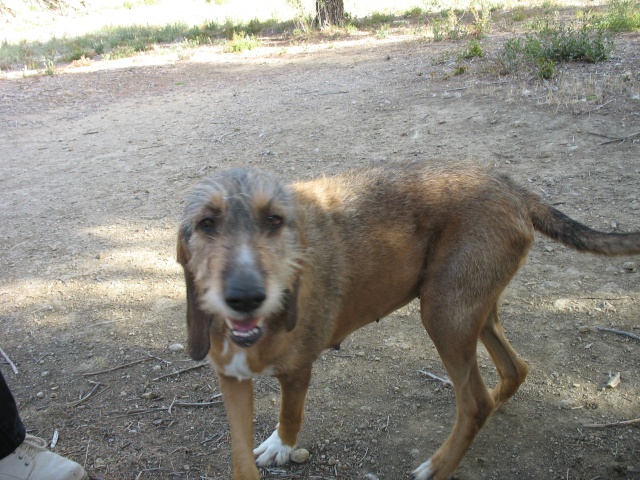 BEAUCOUP de chiens à placer - Salon  de Provence Spa_0910