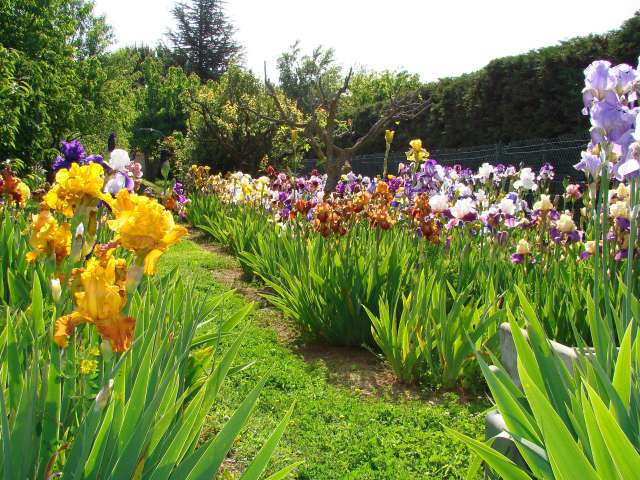 mon jardin d\'iris cette année Dsc01110