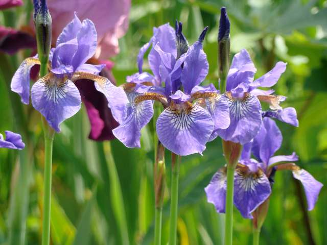 Les iris -culture, multiplication, entretien, variétés. Dsc01115