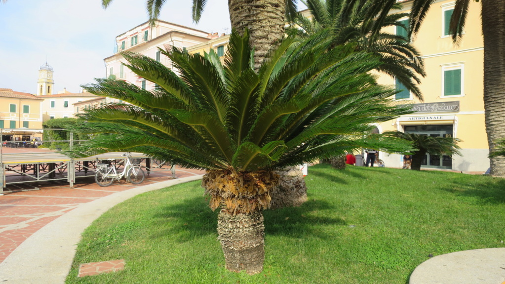 Cycas revoluta peut-être? Img_3821