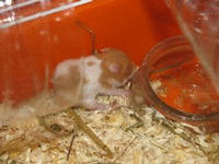 Adoption hamster Bebesl10