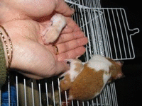 Adoption hamster Bebesl12