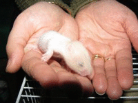 Adoption hamster Bebesl13