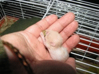 Adoption hamster Bebesl14