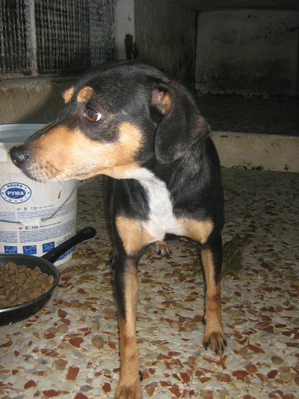 BESOIN D'AIDE POUR UN SAUVETAGE DE 21 CHIENS DE CEUTA Handy10