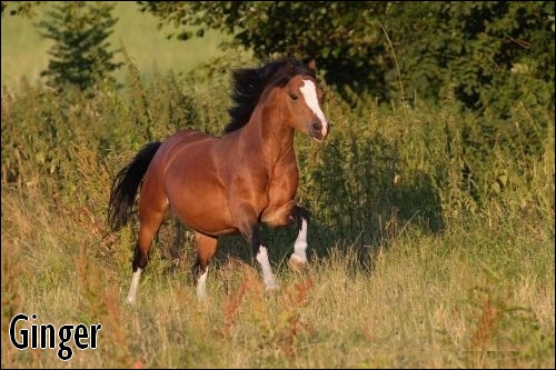 [ Ginger - Jument - 8 ans ] Ging110