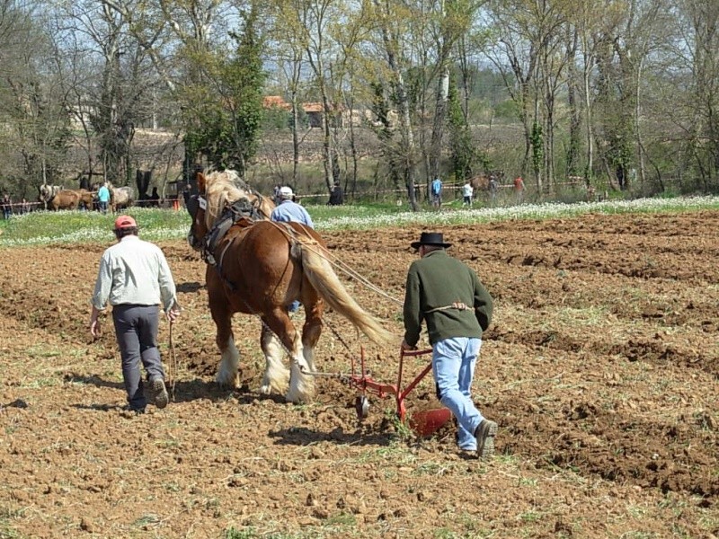 Concours de labour à TRETS (13) Dscn0722