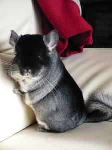 Le vote est ouvert : Vos chinchilla Velvet 15735411