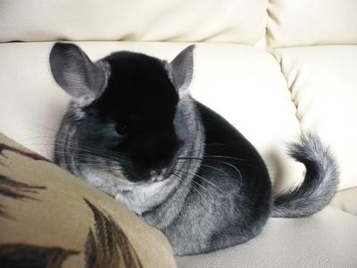 Le vote est ouvert : Vos chinchilla Velvet 15735511