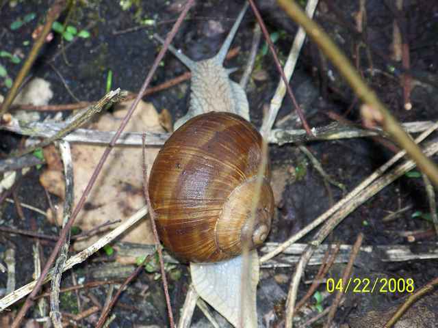 Escargot de Bourgogne - Page 2 101_0020