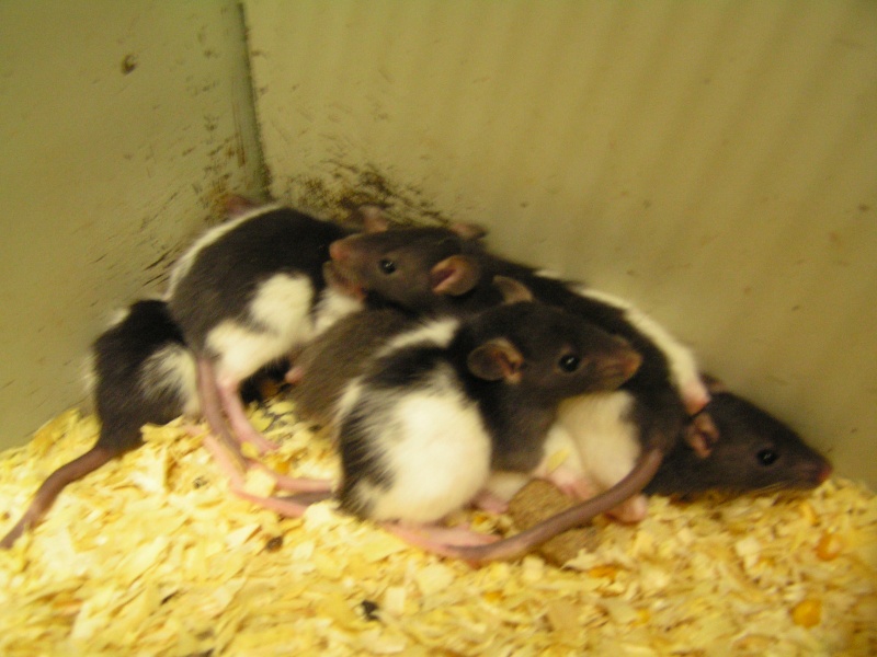 Rats du boulot, Rats'doptions! Pict0064
