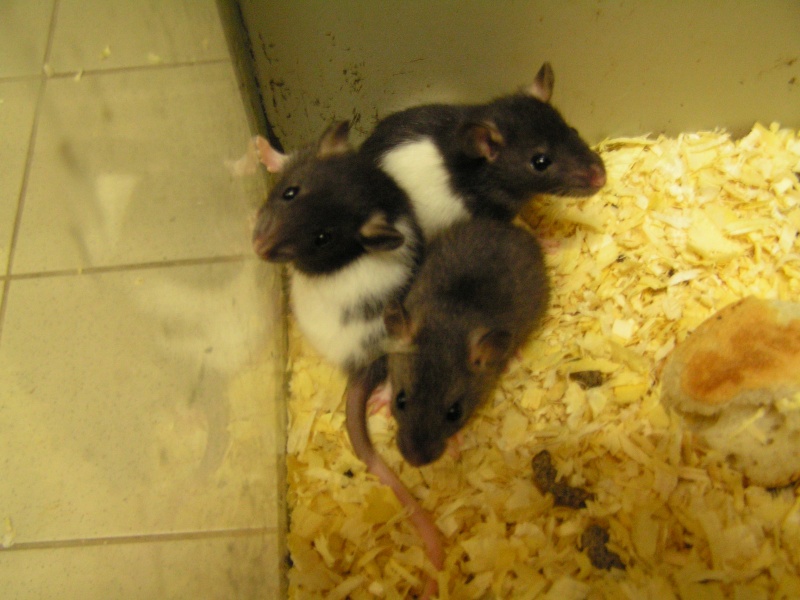 Rats du boulot, Rats'doptions! Pict0075