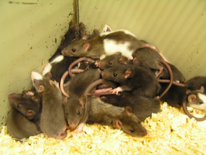 Rats du boulot, Rats'doptions! Pict0076