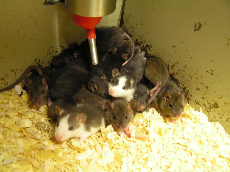 Rats du boulot, Rats'doptions! Pict0077