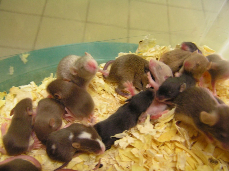 Rats du boulot, Rats'doptions! Pict0079