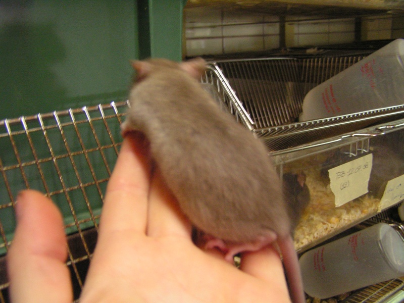 Rats du boulot, Rats'doptions! Pict0116